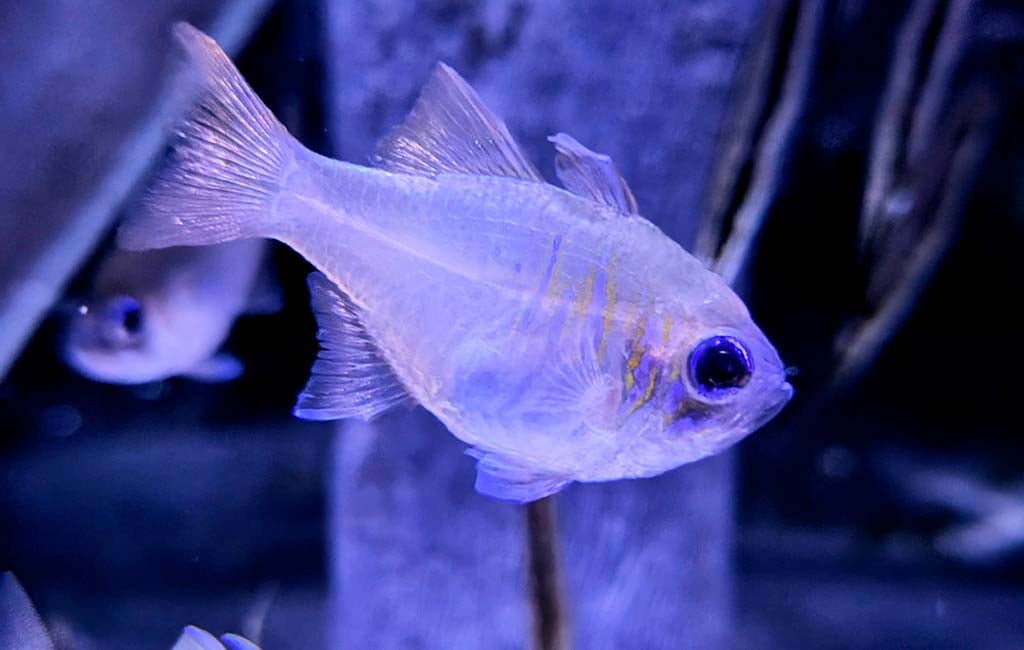 Make notes about your fish