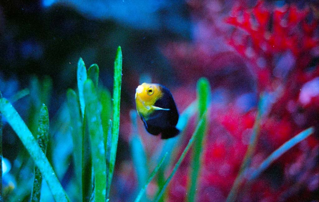Fish rare disease cases