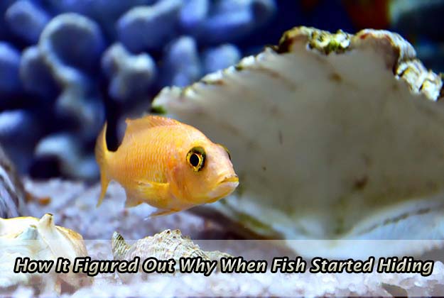 How It Figured Out Why When Fish Started Hiding