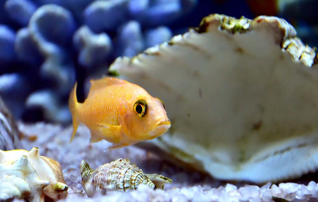 why fish hiding