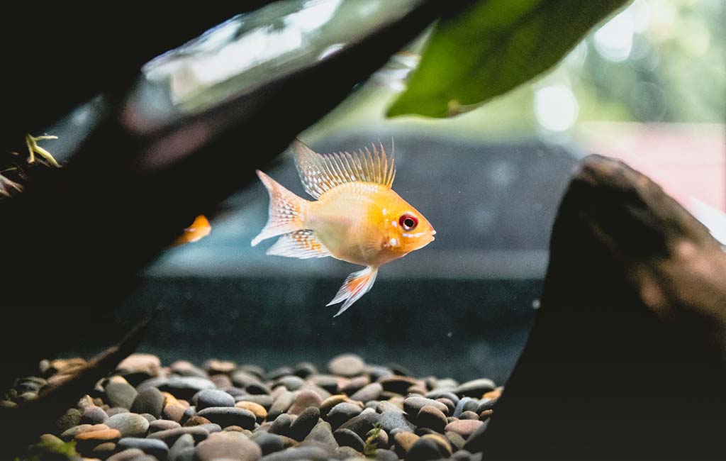 fish to recover