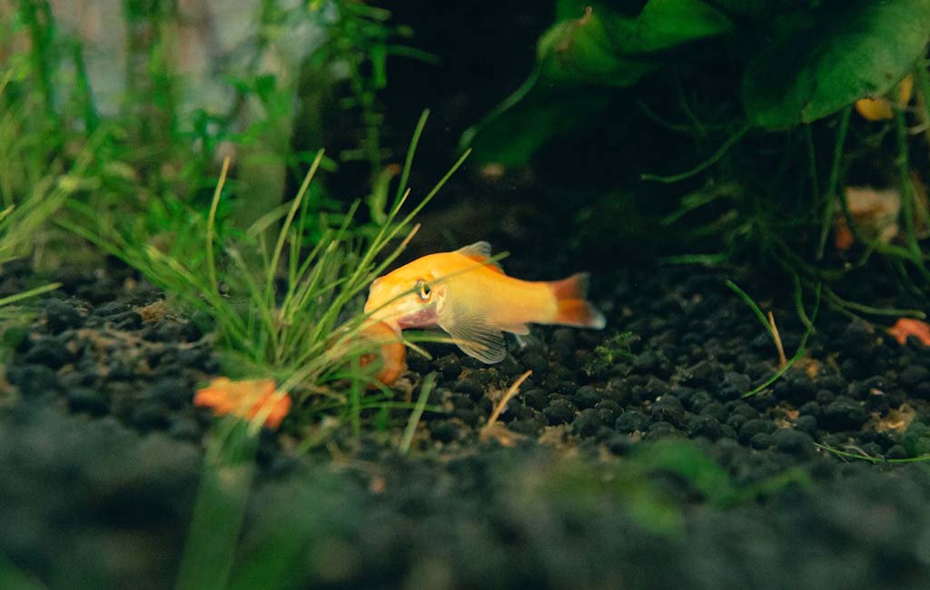 Possibilities of Fish Hiding