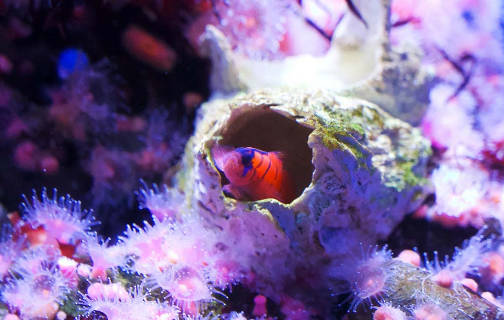 fish hiding examples