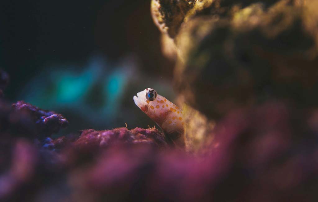 Fish Hiding