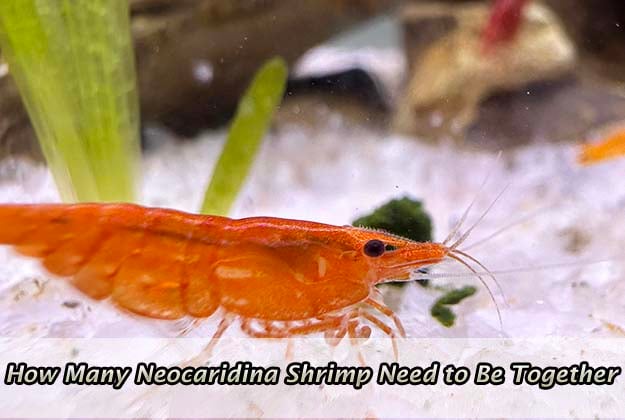 How Many Neocaridina Shrimp Need to Be Together