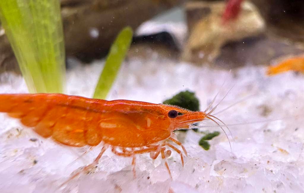 neocaridina shrimp