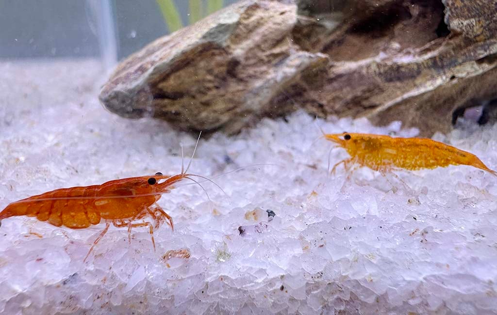 how many neocaridina shrimp