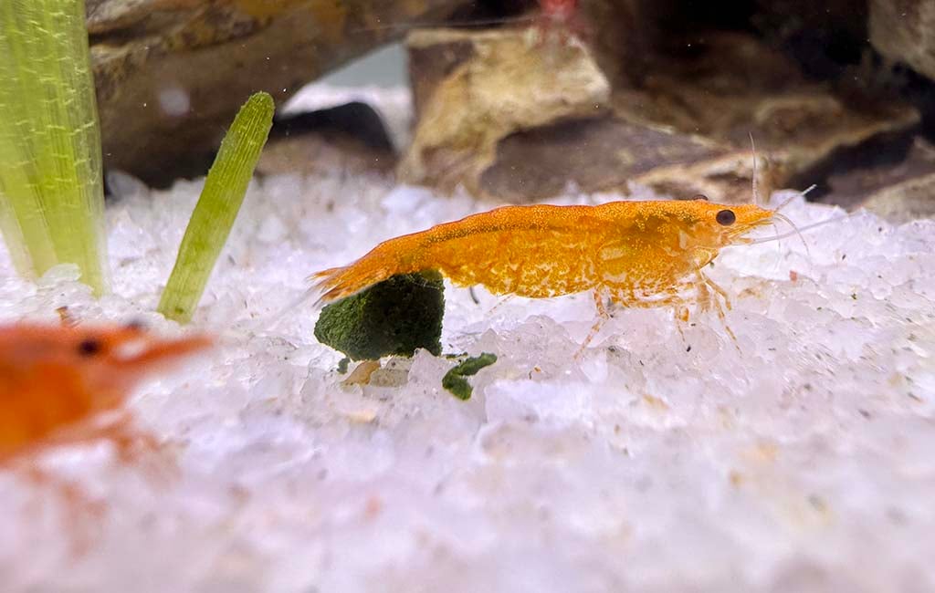 neocaridina shrimp density