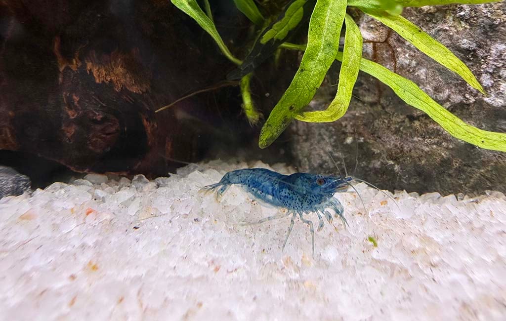 how many neocaridina shrimp per gallon