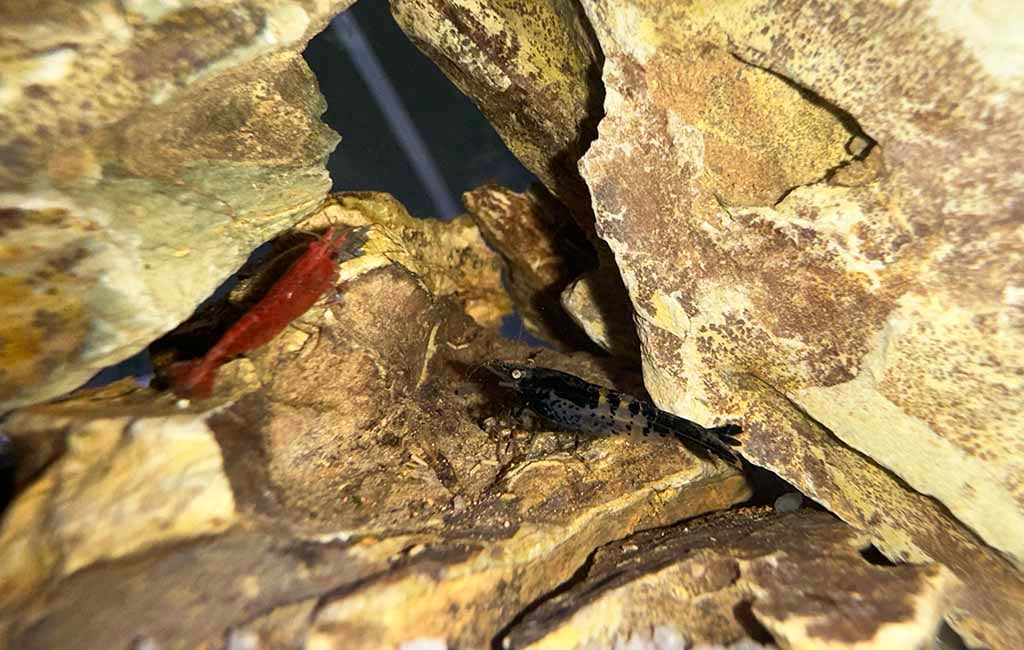 keeping Neocaridina shrimp
