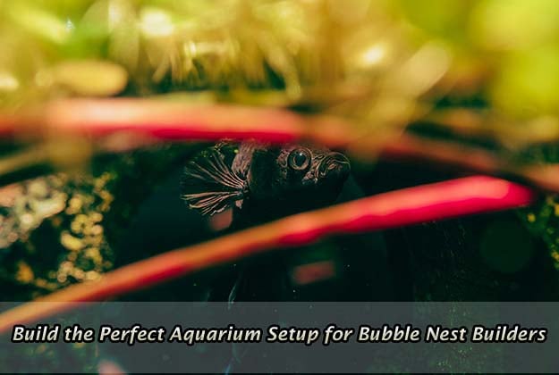 How to Build the Perfect Aquarium Setup for Bubble Nest Builders