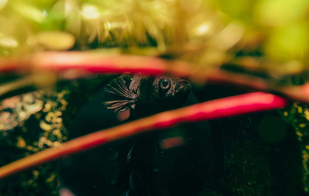 setup for bubble nest builders
