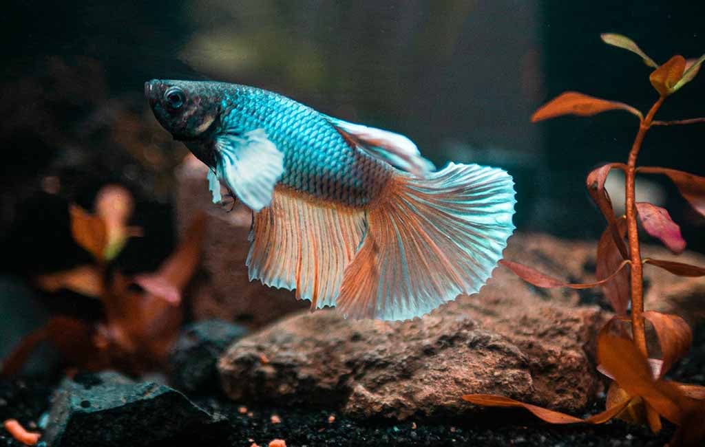 bubble nest builder fish tank