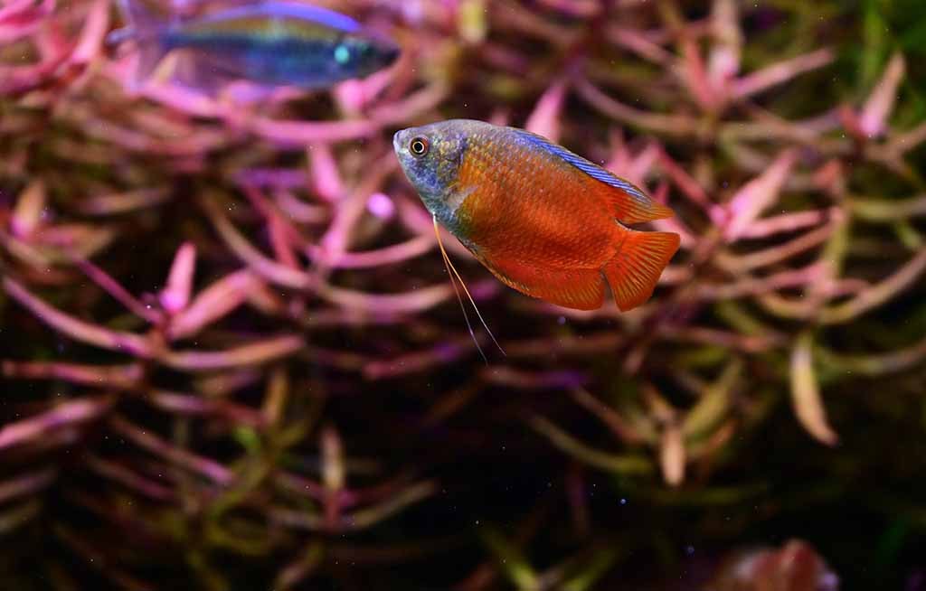 bubble nest builder setup checklist