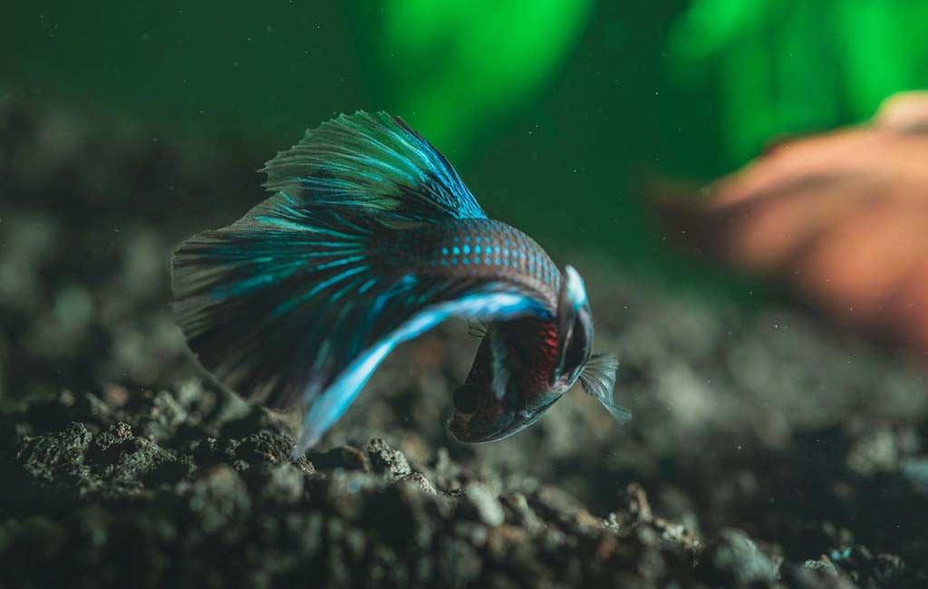 Bubble Nest Builder Hiding Spot