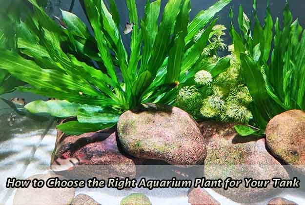 How to Choose the Right Aquarium Plant for Your Tank