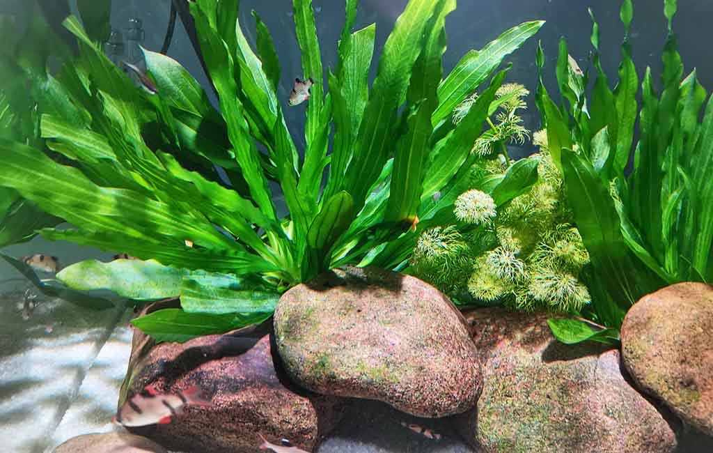 right plant for your tank