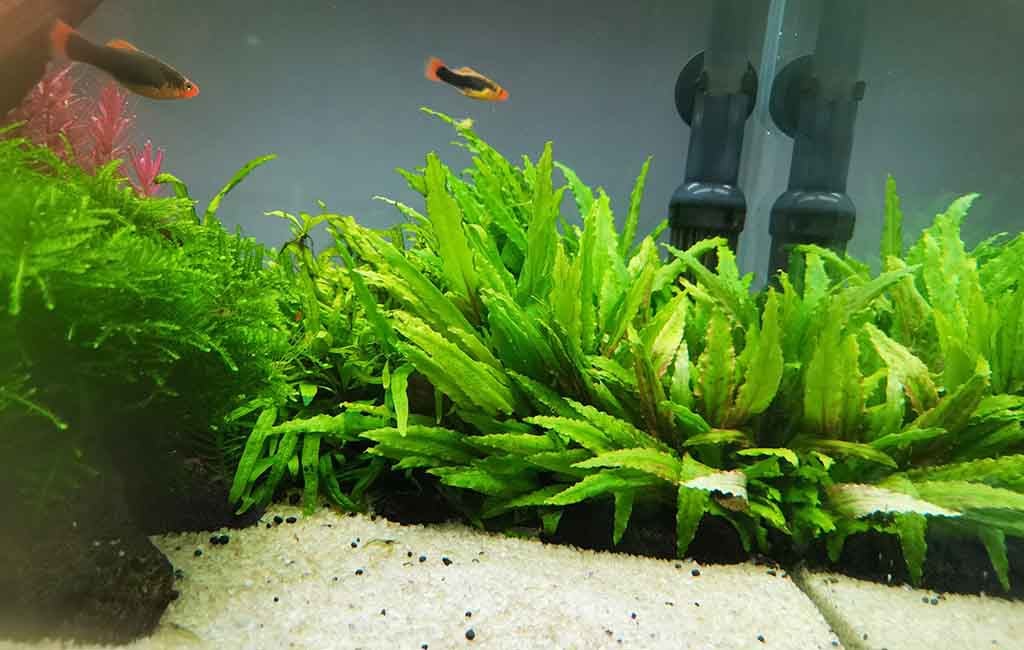 choose aquarium plant