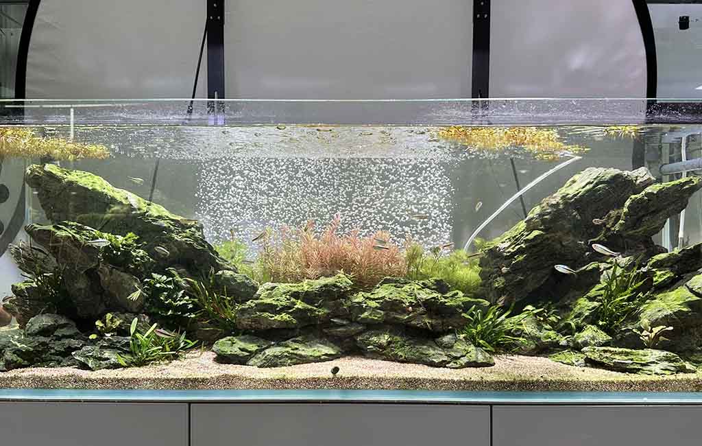 table for beginner aquarium plant