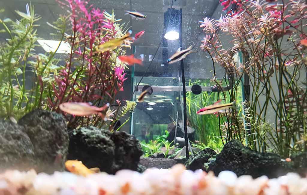 fish and plant compatibility