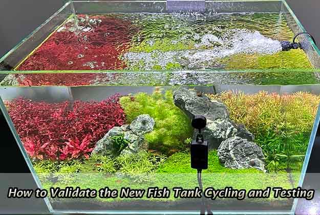 How to Validate the New Fish Tank Cycling and Testing