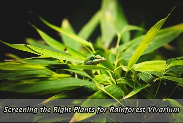 Preparation by Screening the Right Plants for Rainforest Vivarium