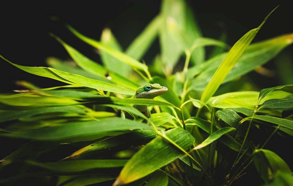 rainforest vivarium plant