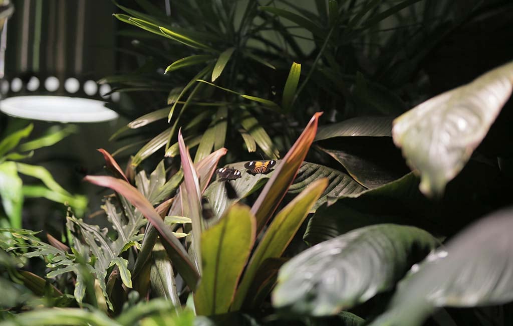 plants for rainforest vivarium
