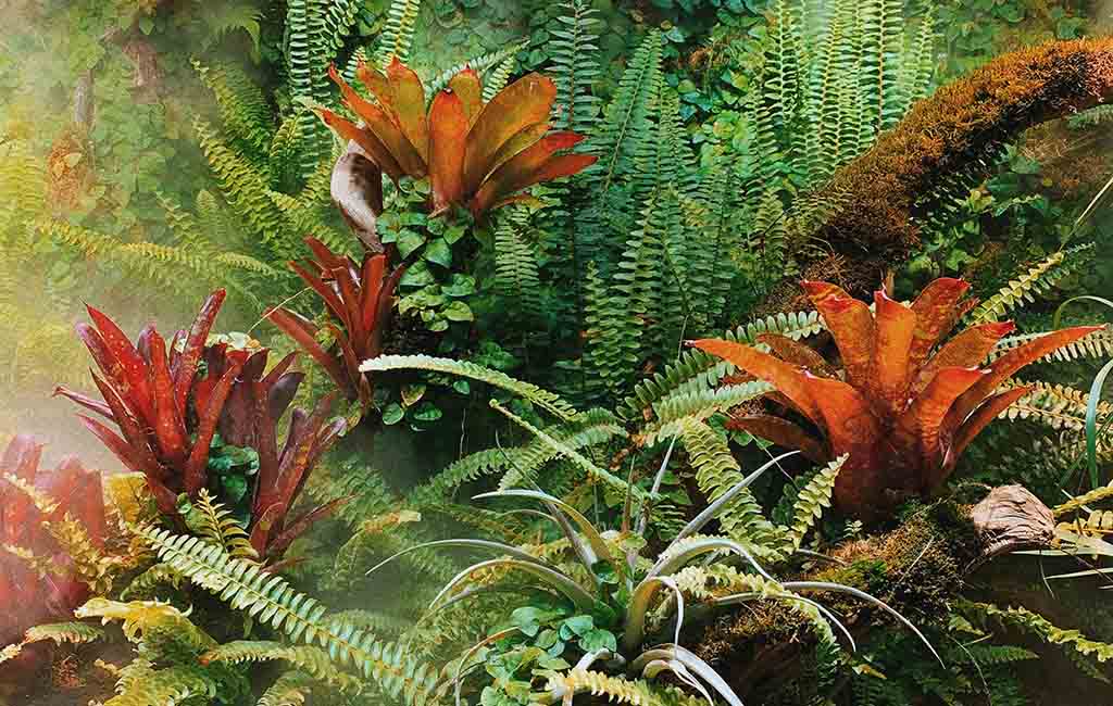 plant categories for rainforest vivarium