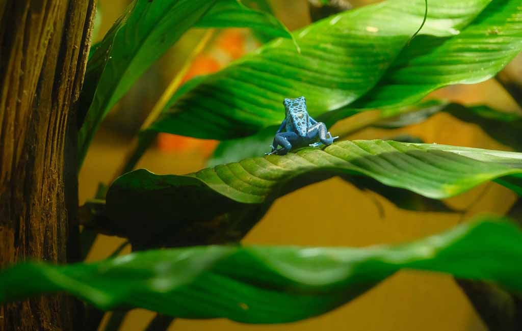 Recommended Rainforest Vivarium Plant
