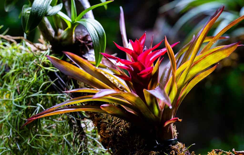 Matching Plants to Your Vivarium