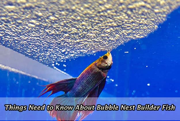 Things Need to Know About Bubble Nest Builder Fish