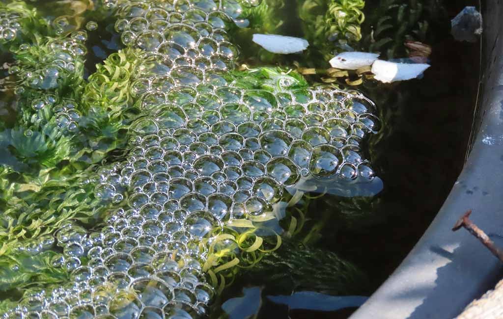 bubble nest builders