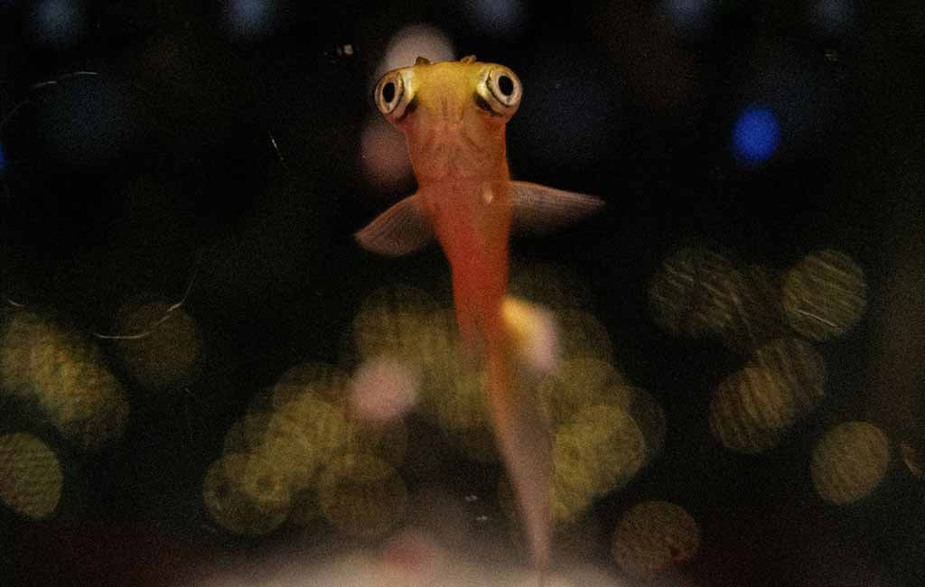 nest-building fish