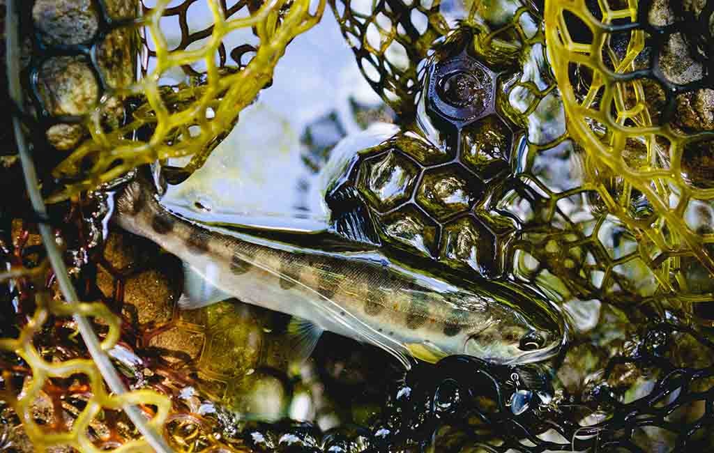 fish building bubble nest