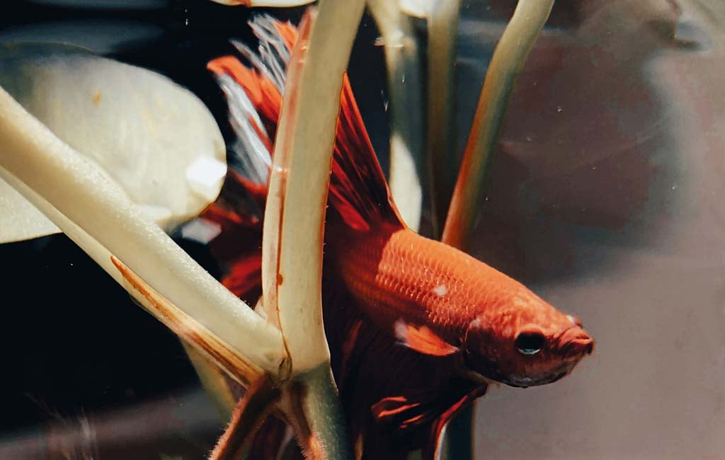 bubble nest builder fish