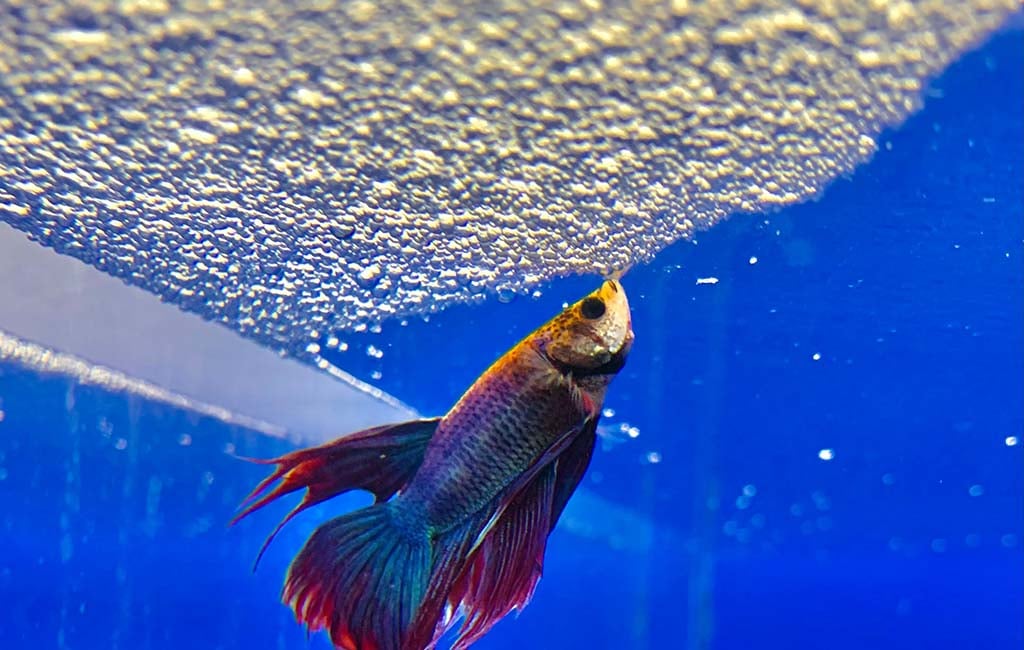 fish make bubble nests