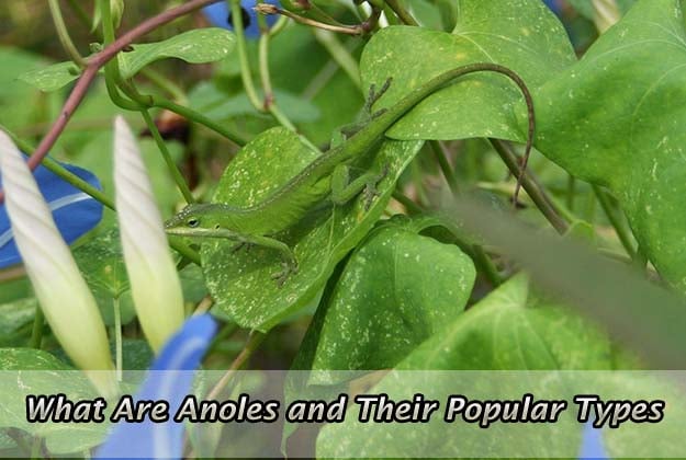 What Are Anoles and Their Popular Types