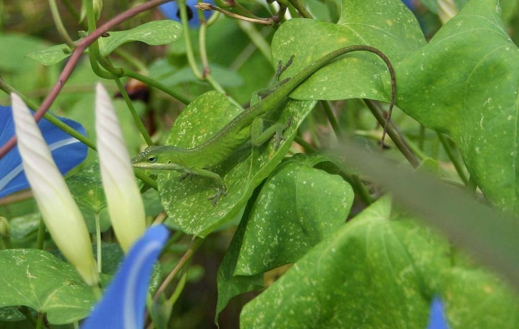 anole