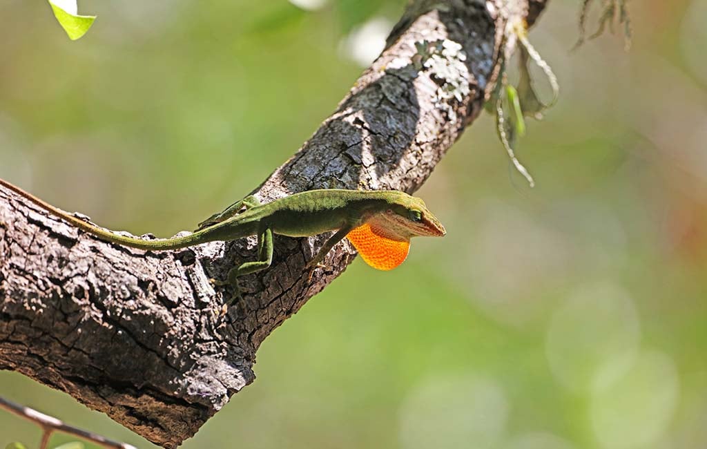 what is an anole