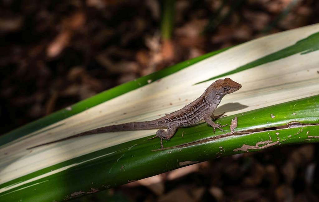 anoles are active during the day