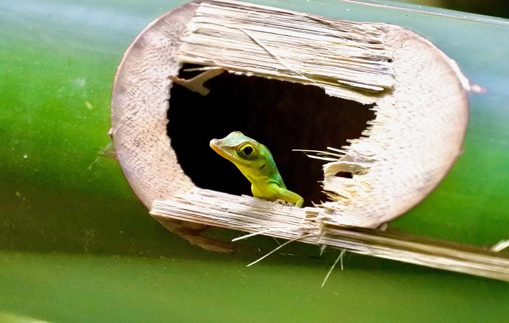 how long do green anoles live