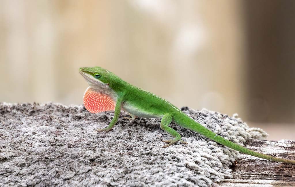 what do anoles eat