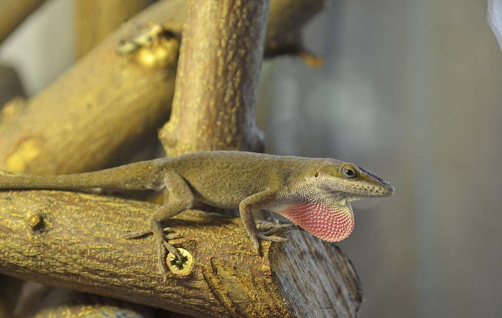 Anole Keeping Requirements