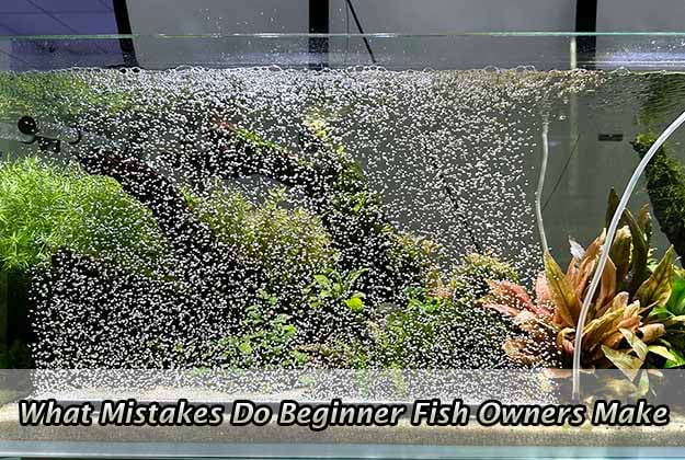 What Mistakes Do Beginner Fish Owners Make