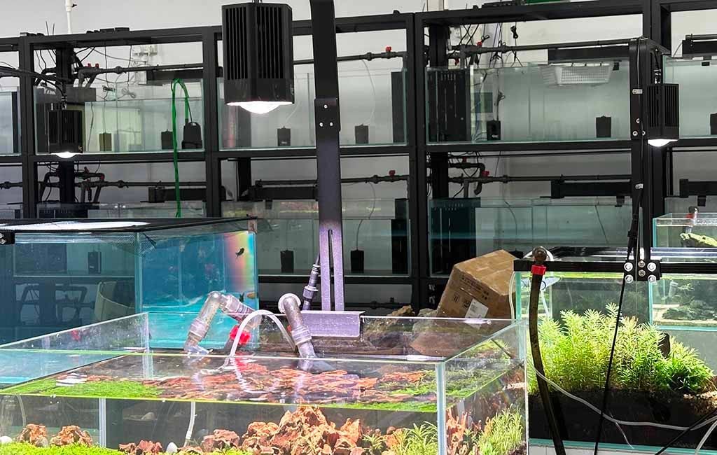 overfed fish in tank