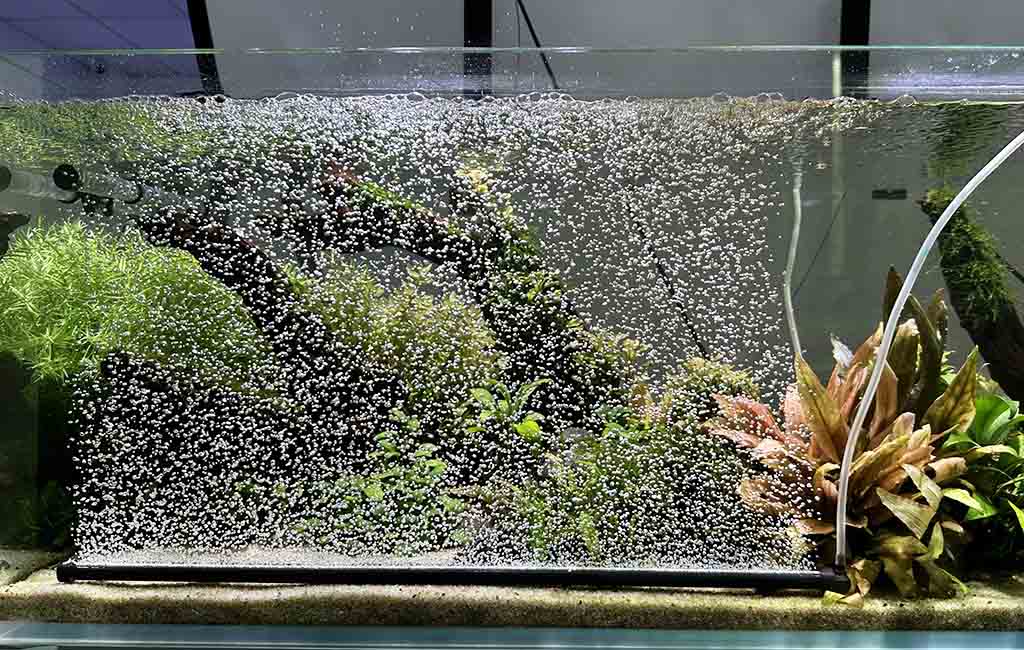 what mistakes do beginner fish owners make
