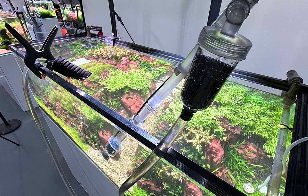 mistakes in fish tank water change