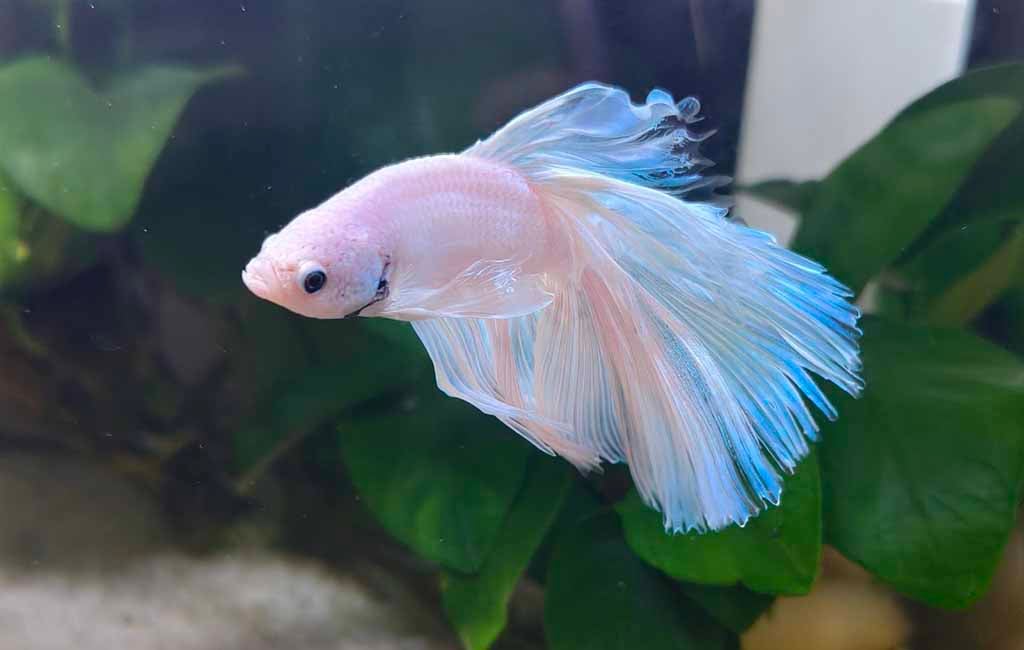 Aquarium Beginner-Friendly Checklist