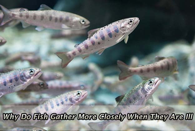 Why Do Fish Gather More Closely When They Are Ill